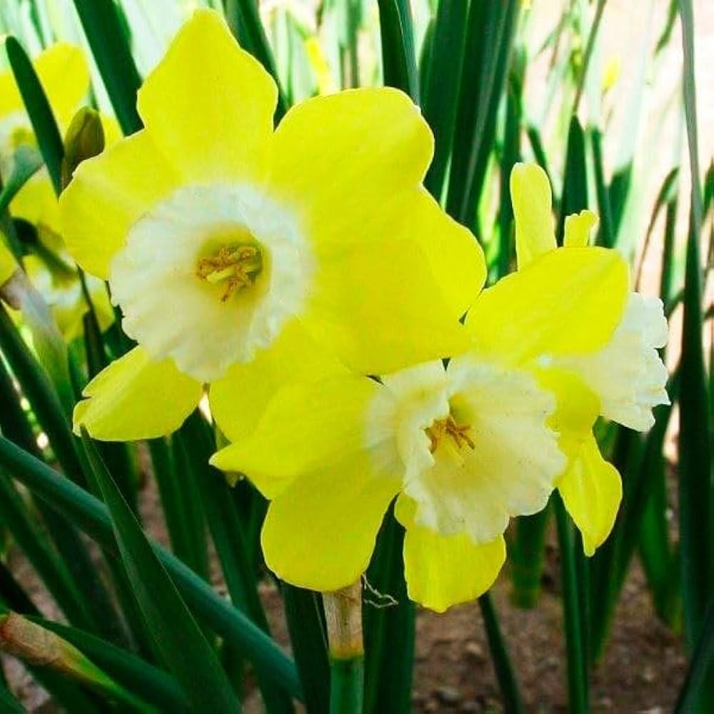 雲仙 SP 出雲石/碧玉 ブレスレット AA 8mm 】 出雲石 国産 花仙山 青